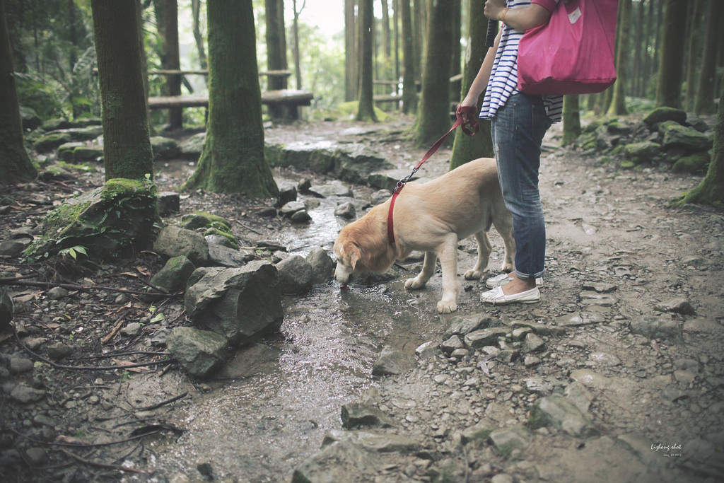 小狗的綠光小學野放日記