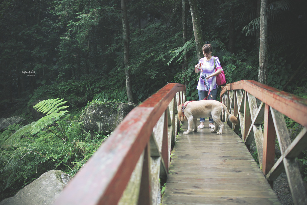 小狗的綠光小學野放日記