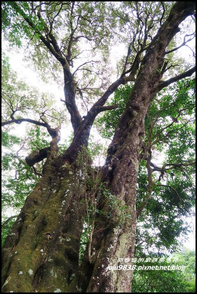 馬武督探索森林89