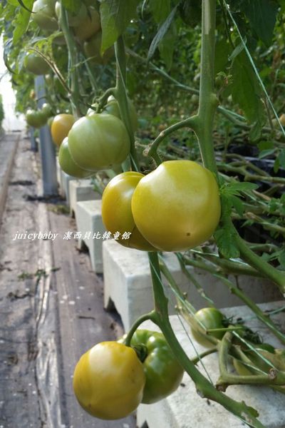 ﹝關西﹞金勇DIY番茄農場