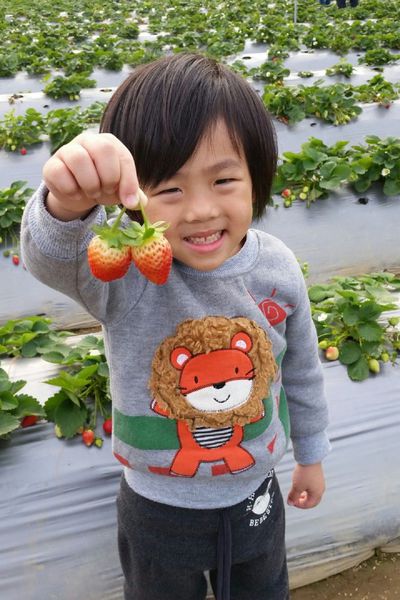 ﹝關西﹞金勇DIY番茄農場