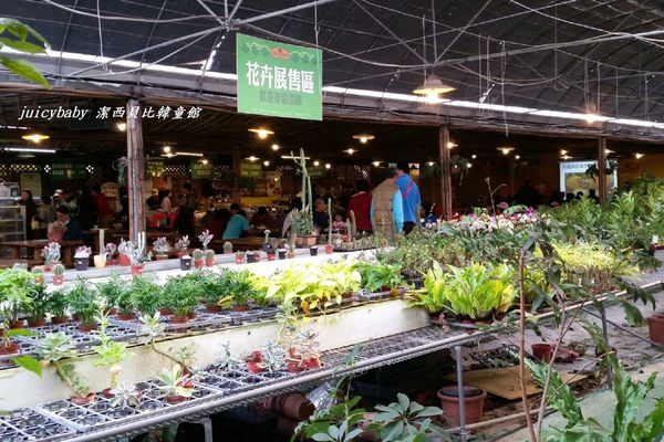 ﹝關西﹞金勇DIY番茄農場