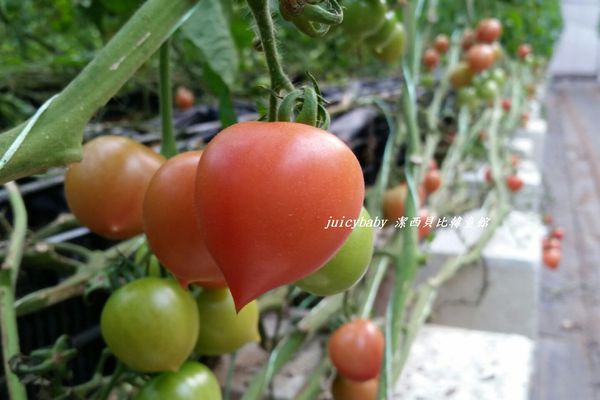 ﹝關西﹞金勇DIY番茄農場