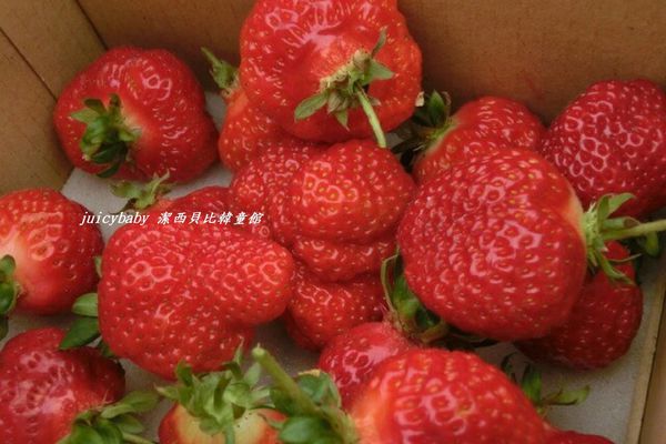 ﹝關西﹞金勇DIY番茄農場