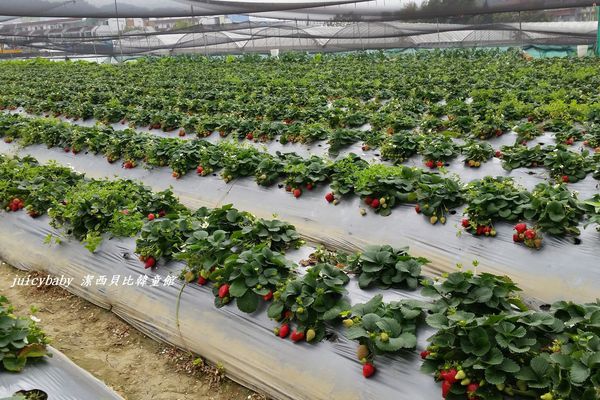 ﹝關西﹞金勇DIY番茄農場