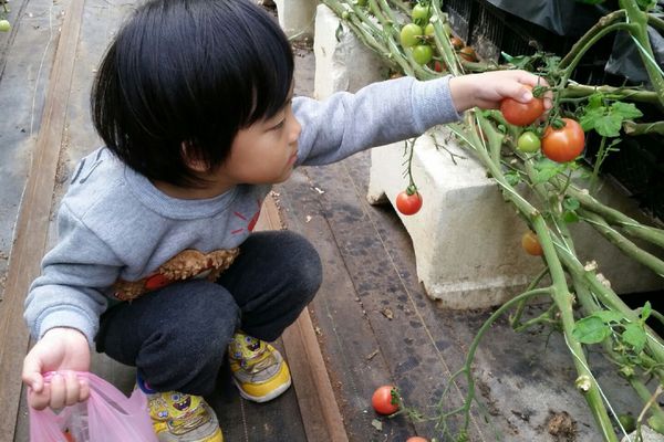 ﹝關西﹞金勇DIY番茄農場