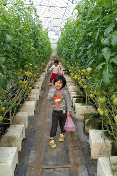 ﹝關西﹞金勇DIY番茄農場