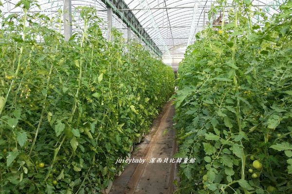 ﹝關西﹞金勇DIY番茄農場