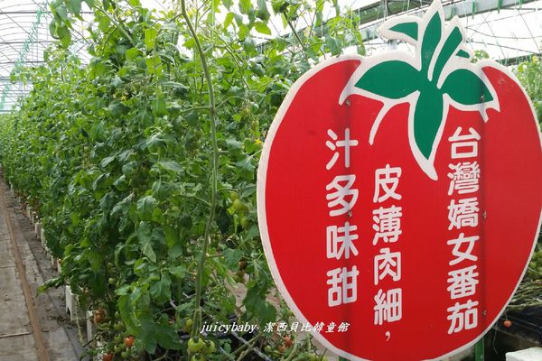 ﹝關西﹞金勇DIY番茄農場