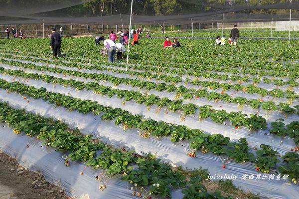 ﹝關西﹞金勇DIY番茄農場