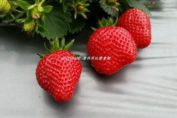 ﹝關西﹞金勇DIY番茄農場