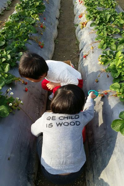 ﹝關西﹞金勇DIY番茄農場