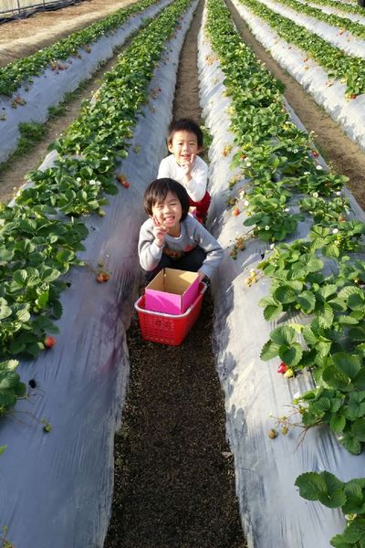 ﹝關西﹞金勇DIY番茄農場