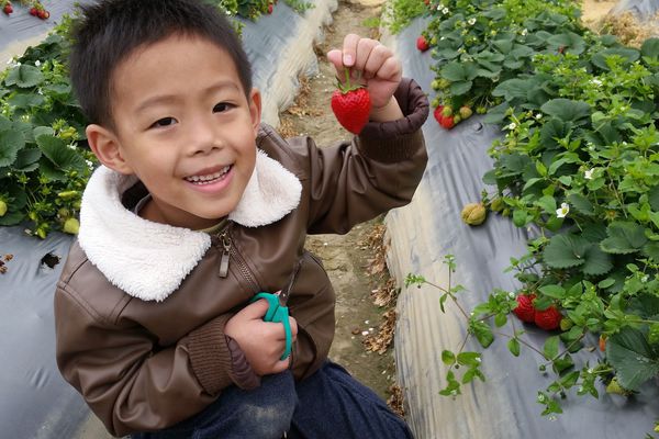 ﹝關西﹞金勇DIY番茄農場