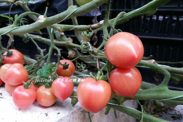 ﹝關西﹞金勇DIY番茄農場