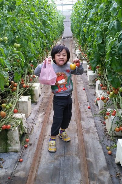 ﹝關西﹞金勇DIY番茄農場