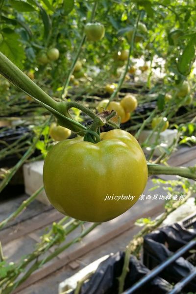 ﹝關西﹞金勇DIY番茄農場