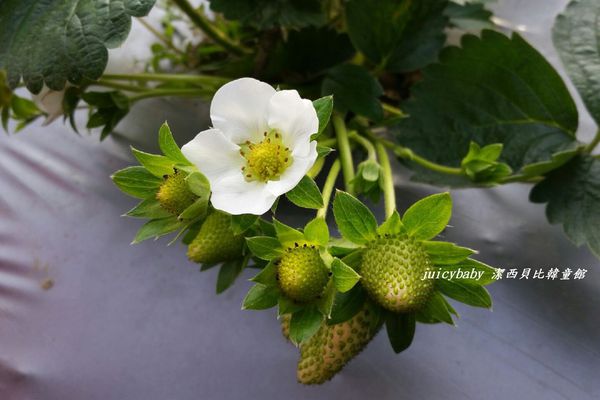 ﹝關西﹞金勇DIY番茄農場