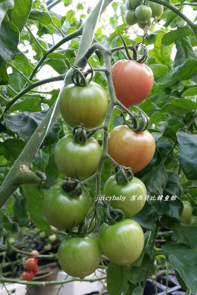 ﹝關西﹞金勇DIY番茄農場