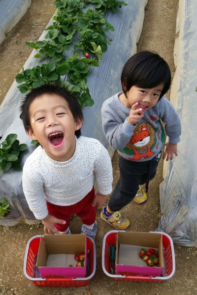 ﹝關西﹞金勇DIY番茄農場