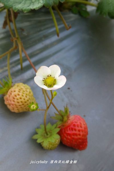 ﹝關西﹞金勇DIY番茄農場