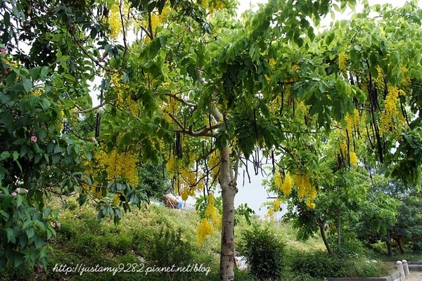 東安古橋:新竹關西半日遊 ☞ 第三站【東安古橋】❤