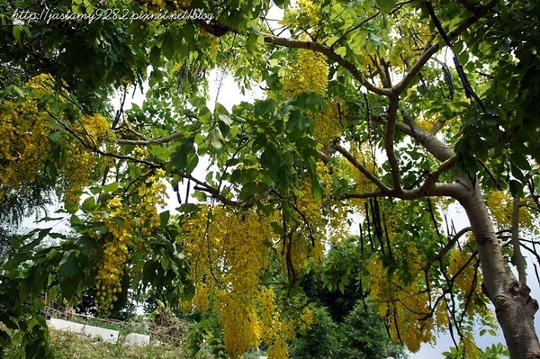 東安古橋:新竹關西半日遊 ☞ 第三站【東安古橋】❤