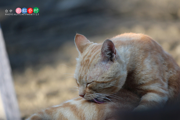 台中彩虹眷村:電影『總舖師』華山引道壁畫~讓我想到✪彩虹眷村~102.08.26