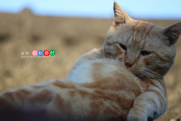 台中彩虹眷村:電影『總舖師』華山引道壁畫~讓我想到✪彩虹眷村~102.08.26