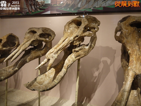 台中國立自然科學博物館：科博館有大批恐龍出沒拉 ～「從龍到獸大滅絕與大演化」特展