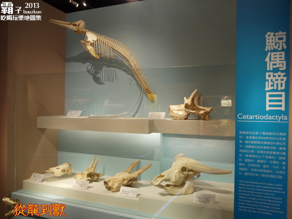 台中國立自然科學博物館：科博館有大批恐龍出沒拉 ～「從龍到獸大滅絕與大演化」特展