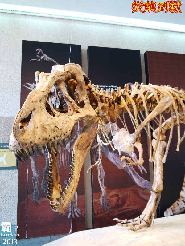 台中國立自然科學博物館：科博館有大批恐龍出沒拉 ～「從龍到獸大滅絕與大演化」特展