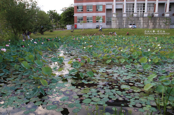 亞洲大學(ASIA UNIVERSITY):亞洲大學✪荷花池~早起的人兒拍花兒去~103.05.14&05.17