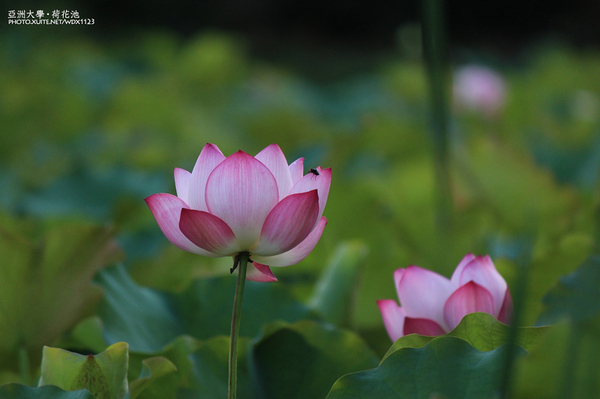 亞洲大學(ASIA UNIVERSITY):亞洲大學✪荷花池~早起的人兒拍花兒去~103.05.14&05.17