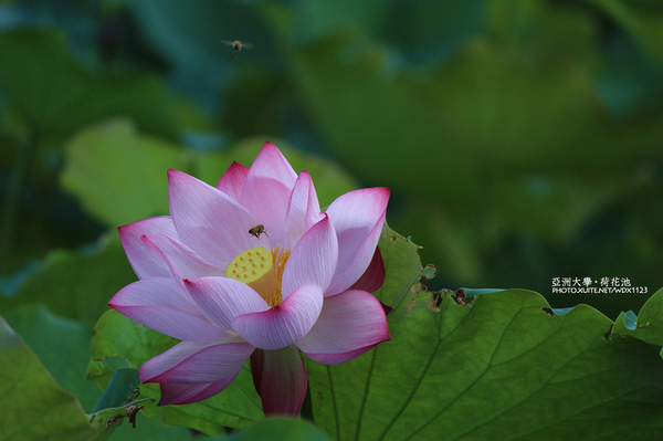 亞洲大學(ASIA UNIVERSITY):亞洲大學✪荷花池~早起的人兒拍花兒去~103.05.14&05.17