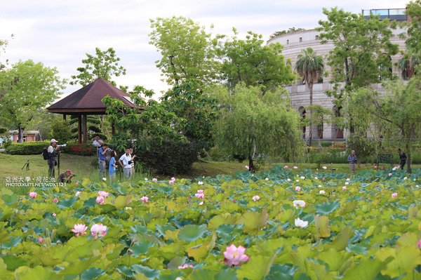 亞洲大學(ASIA UNIVERSITY):亞洲大學✪荷花池~早起的人兒拍花兒去~103.05.14&05.17
