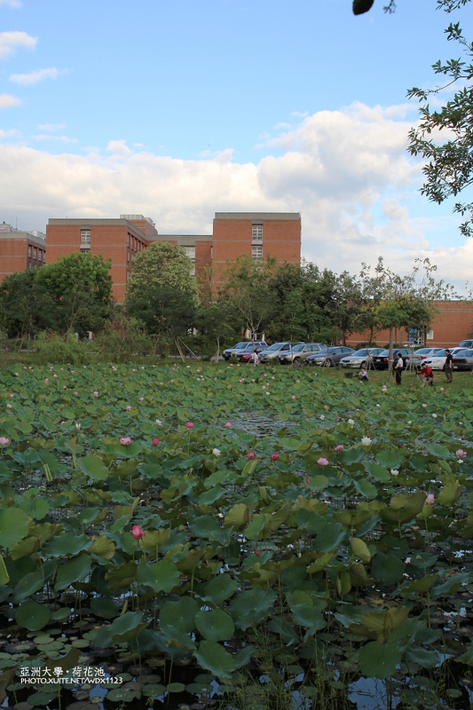 亞洲大學(ASIA UNIVERSITY):亞洲大學✪荷花池~早起的人兒拍花兒去~103.05.14&05.17