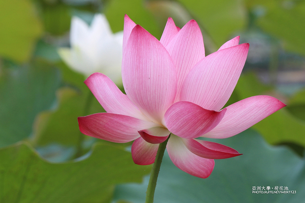 亞洲大學(ASIA UNIVERSITY):亞洲大學✪荷花池~早起的人兒拍花兒去~103.05.14&05.17