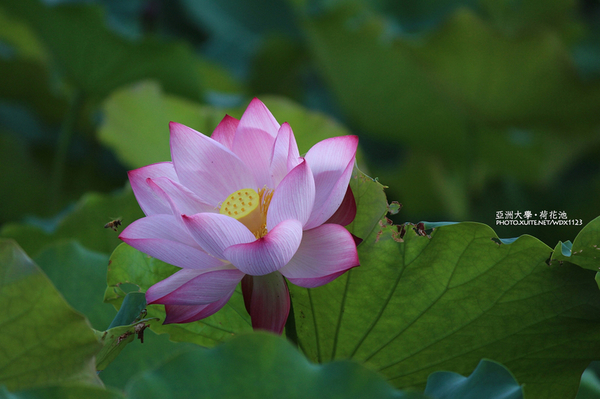 亞洲大學(ASIA UNIVERSITY):亞洲大學✪荷花池~早起的人兒拍花兒去~103.05.14&05.17