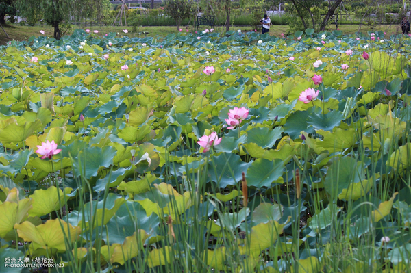 亞洲大學(ASIA UNIVERSITY):亞洲大學✪荷花池~早起的人兒拍花兒去~103.05.14&05.17