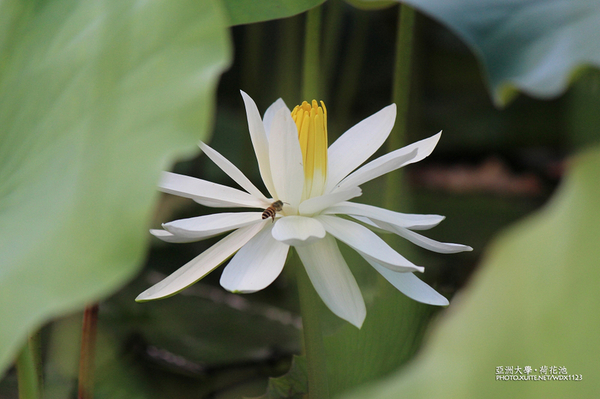 亞洲大學(ASIA UNIVERSITY):亞洲大學✪荷花池~早起的人兒拍花兒去~103.05.14&05.17