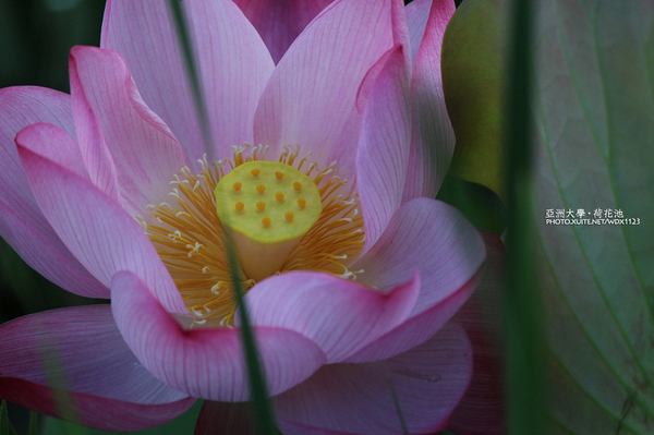 亞洲大學(ASIA UNIVERSITY):亞洲大學✪荷花池~早起的人兒拍花兒去~103.05.14&05.17