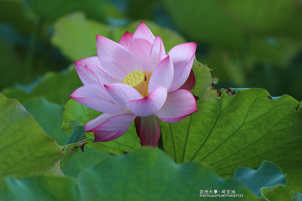 亞洲大學(ASIA UNIVERSITY):亞洲大學✪荷花池~早起的人兒拍花兒去~103.05.14&05.17