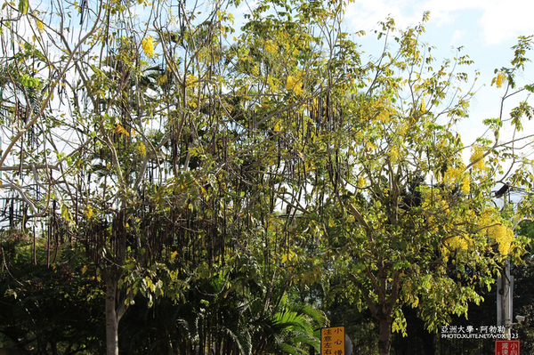 亞洲大學(ASIA UNIVERSITY):亞洲大學✪荷花池~早起的人兒拍花兒去~103.05.14&05.17