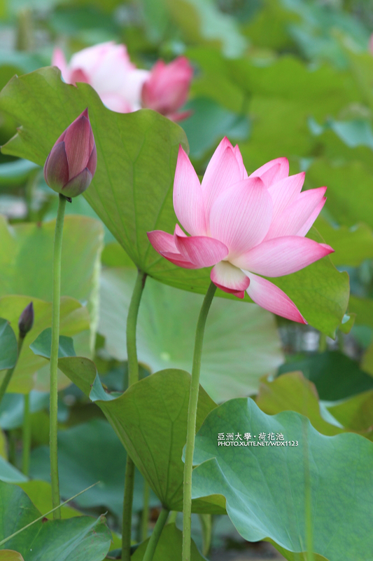 亞洲大學(ASIA UNIVERSITY):亞洲大學✪荷花池~早起的人兒拍花兒去~103.05.14&05.17