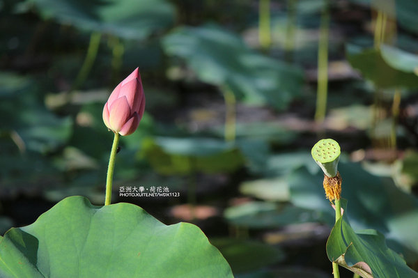 亞洲大學(ASIA UNIVERSITY):亞洲大學✪荷花池~早起的人兒拍花兒去~103.05.14&05.17