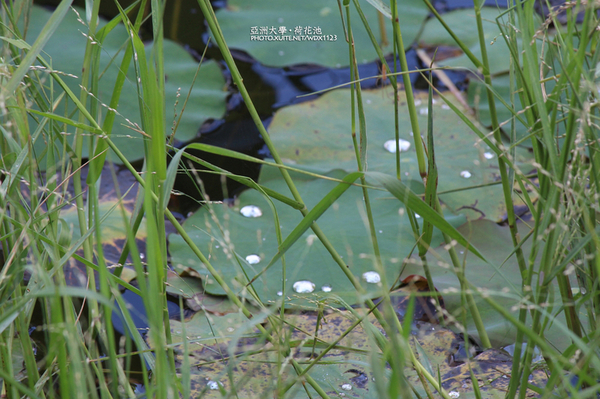 亞洲大學(ASIA UNIVERSITY):亞洲大學✪荷花池~早起的人兒拍花兒去~103.05.14&05.17