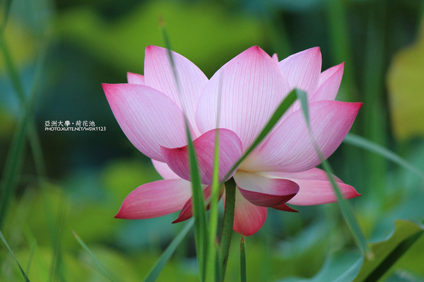 亞洲大學(ASIA UNIVERSITY):亞洲大學✪荷花池~早起的人兒拍花兒去~103.05.14&05.17