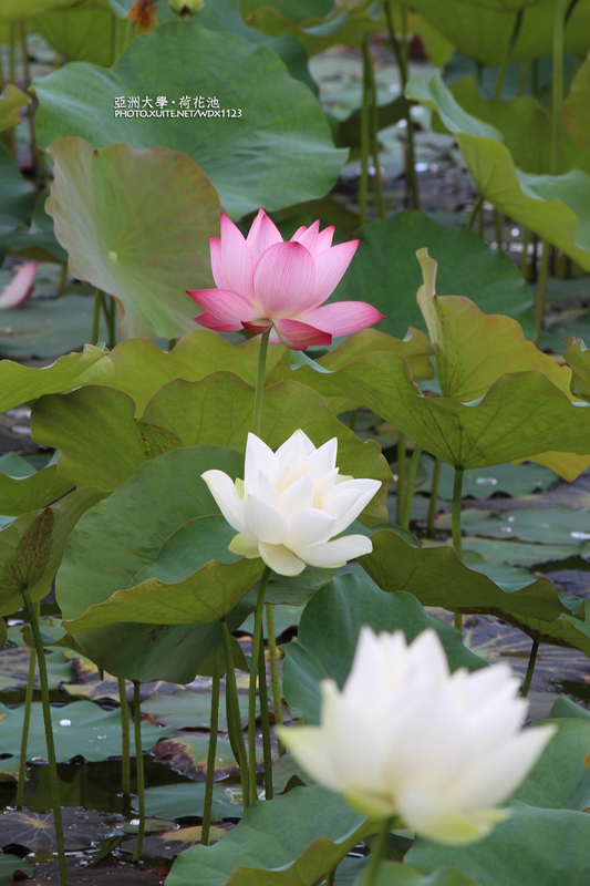 亞洲大學(ASIA UNIVERSITY):亞洲大學✪荷花池~早起的人兒拍花兒去~103.05.14&05.17