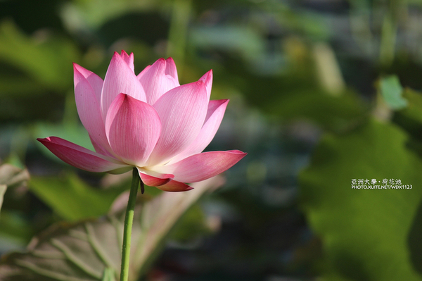 亞洲大學(ASIA UNIVERSITY):亞洲大學✪荷花池~早起的人兒拍花兒去~103.05.14&05.17